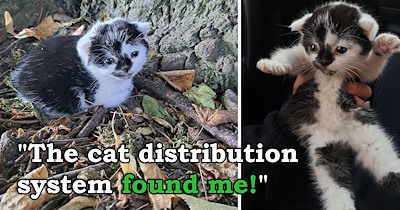 Person finds uniquely adorable kitten with a rare fur pattern while on a walk with their dog, cannot resist her cuteness and adopts her 