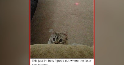 25 Snuggly cat Memes to Make Your Cozy Fall Moments Extra Smiley