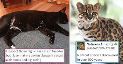 Your Weekly Meowgazine: 20 ICanHasMoments to Make Your Caturday Feel Like a Cozy Fall Day (September 26, 2026)