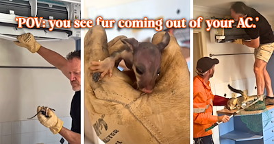 Australian woman's AC starts growing fur, animal control uncovers a possum nursery of joeys inside