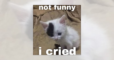 Your Weekly Delivery of 22 Soft and Silly Kitten Memes for a Midweek Mood Boost (September 23, 2026)