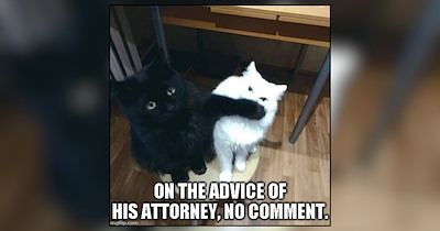 Purrfessional Pawyers Who Accept Treats, Tuna and Scritches as Legal Fees