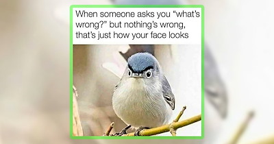 23 Adorable Wild Animal Memes for a Feral Friday Fun