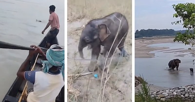 Newborn elephant swept away in river in Asia, fishermen rescue the calf and reunite it with it's mother