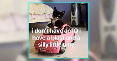 Long List of 40+ Meowing Memes to Cat-Up Your Day