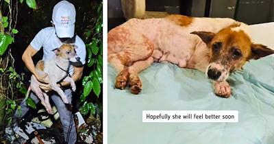 Rescuer find a paralyzed, starving dog hiding in a trash pile, and she melts into his arms: 'she immediately started trusting him.'