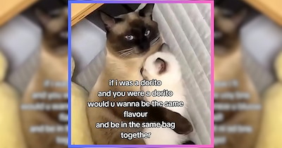 23 Snug in a Bug Cat Memes to Embrace Fall With a Warmhearted Hug
