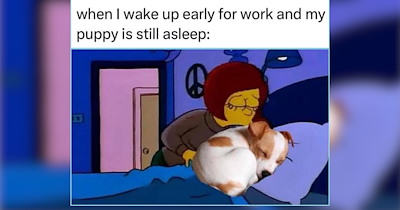20 Cozy Dog Memes for Sweater Weather and Snuggle Season
