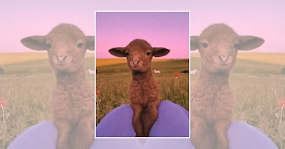 22 Tiny Baby Animals Bringing Enough Cuteness to Keep Your Heart Warm All Fall Long