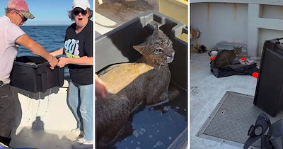 Canadian locals spot drowning bobcat from their boat, they pull him on board with a container and release him safely when back on land: ‘We'll get you to shore’