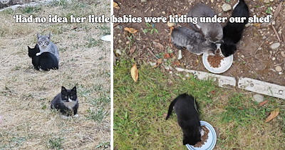 Couple moves into a new house and the Cat Distribution System delivers the sweetest housewarming surprise