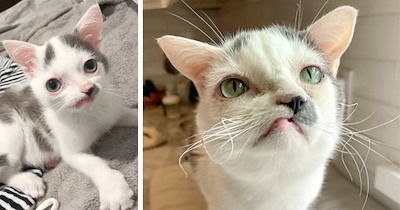 This Adorable Rescue Cat Looks Like Sloth from 'The Goonies' in the Cutest Way Pawssible
