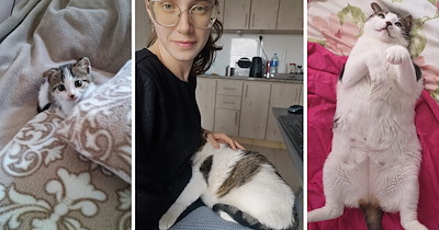 Behind every cat story is a cat purrson: Meet Mariel and Mia of I Can Has Cheezburger