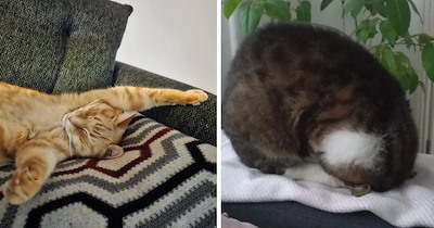 Sleepy Cats Pawsing Caturday Wherever They Are for a Much-Needed Snooze