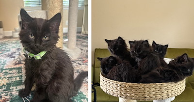 Husband's birthday plans ruined after family tragedy stops him from getting the cat of his dreams, until a pregnant stray grants him a kitty gift anyway