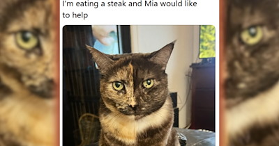 25 of the Cutest and Funniest 'Cats of Threads' Posts of the Week (September 24, 2026)