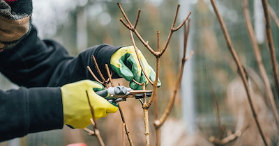 Homeowner plants trees to block out neighbor's yard, landscaper tells him that neighbors have damaged them: 'All evidence points to pouring pesticides on my trees'