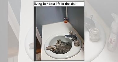 'Your Sink? Our Sink': 21 Cats Claiming Bathroom Sinks as Their Personal Feline Thrones