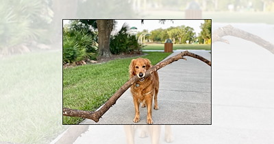 'It's coming home with me!': 22 Dogs finding the biggest sticks and refusing to leave them behind