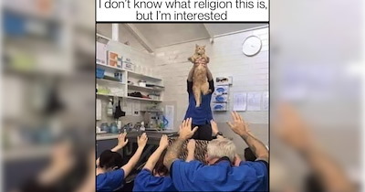 'Long live the feline king' cat memes for hoomans who serve the royal meowjesty 