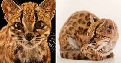 Bolivian man rescues a “weird cat” from Yungas forest, then turns it in to a wildlife researcher who ends up making the discovery of the century: ‘It’s the first new cat species in over 100 years’