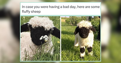 20 Farm Animal Memes as Silly as a Goose Floating It's Way Through the World