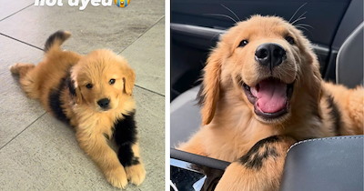 This Golden Retriever Puppy Looks Like a Toasted Marshmallow With Extra Crispy Spots