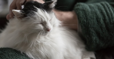 After a long battle with cancer, senior tortie crosses the rainbow bridge after a special final day with owner, reminding us to appreciate every moment 