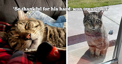 Feral cat refuses to stop showing up at couple’s door, so they take a chance on bringing him inside