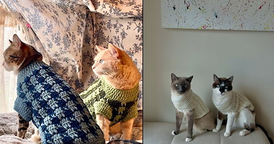 22 pawdorable kittens all cozy and fluffy wearing purrfect autum sweaters for a warmer Friday 