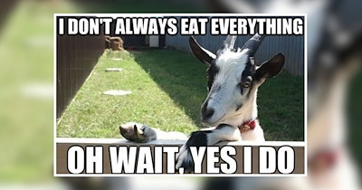 22 Funny Farm Animals for a Fabulous and Fluffy Fun Session