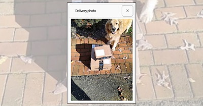 'Your Package Has Been Sniffed': 20 Delivery Photos That Accidentally Became Pet Portraits