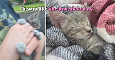 Couple is out walking their dog when a kitten appears from behind a tree with plans of her own
