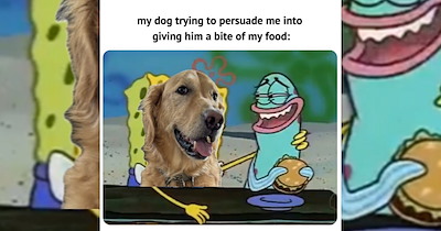 'Is it dinner time already?': Memes of gluttonous dogs giving puppy eyes and acting like they haven't been fed in years