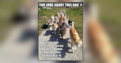 Crazy Cat Lady Memes Overflowing With Cat Hair, Fur Babies And Feline Devotion