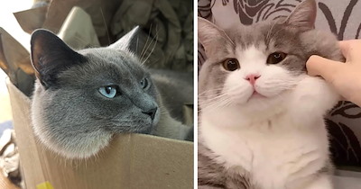 Chubby-Cheeked Felines Making It Nearly Impawssible To Keep Our Paws To Ourselves