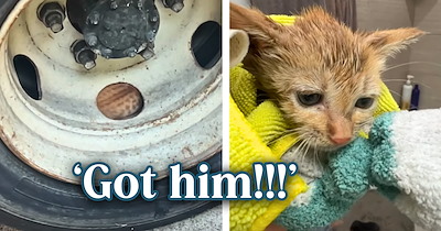 Woman walking her dog hears crying coming from inside a truck's tire, finds a terrified orange kitten stuck there, and starts a rescue mission with her husband.