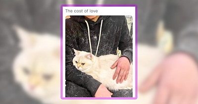 40 Feline Funnies for Folks Obsessed With Their Cat