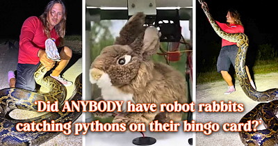 Florida deploys 120 solar-powered robot rabbits to lure invasive Burmese pythons out of hiding: 'It's like something out of a knock-off spy film.'