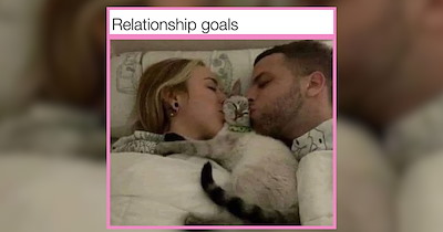22 Sleepy Kitties Lulling You into a Listless Lullaby Sleep 