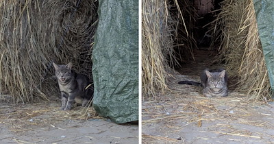 ‘He took up residence in our barn’: Farmer welcomes grey kitten into their family after the cat showed up at their barn and made himself at home