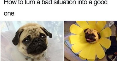 36 Puplifting Pupper Posts fur Hardworking Hoomans who Prefer Pawsitivty Over Promotions