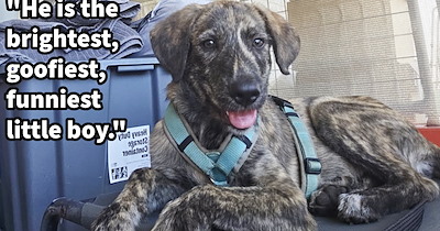 ‘He knew he was saved.’: Puppy dumped in scorching Australian bush found and adopted by daring dog-pawrent duo