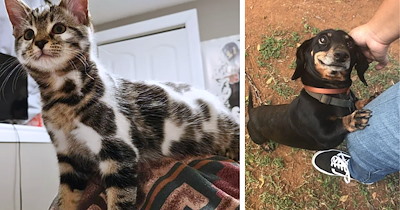 Cats are quietly claiming more American homes, and the pet industry is finally noticing what cat people have known for furrever