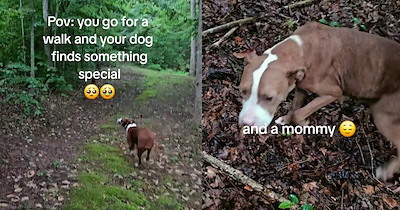 ‘Shame on whoever did this.’: Dumped dog found hiding in broken tree gets furever home thanks to pup who insistently led her pawrent