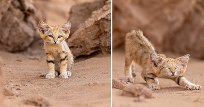 'I want one': Rare sand cat kitten spotted in the Moroccan desert gains attention online, instantly gets meme-d 