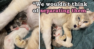 'Vet told us the stray we adopted wasn’t pregnant': Adopted stray gives birth to a single adorable kitten, blessing her new owners a tiny but huge surprise 