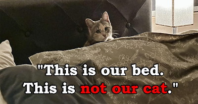 Awwdorable Array of 25 "Not My Cat" Moments When Humans Had An Unexpected Feline Visitor
