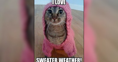 Hoodie Season Cat Memes for Cozy Fall Sweater Thieves