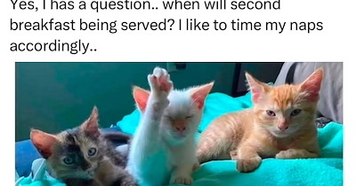 30 Sweet Cat Memes Helping You Combat the Sourness and Sadness of Meownday